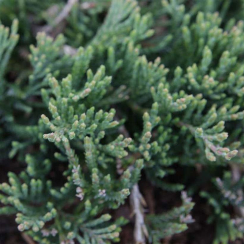 Genévrier rampant - Juniperus horizontalis Prostrata (Foliage)