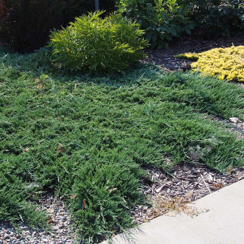 Genévrier rampant - Juniperus horizontalis Wiltonii (Plant habit)
