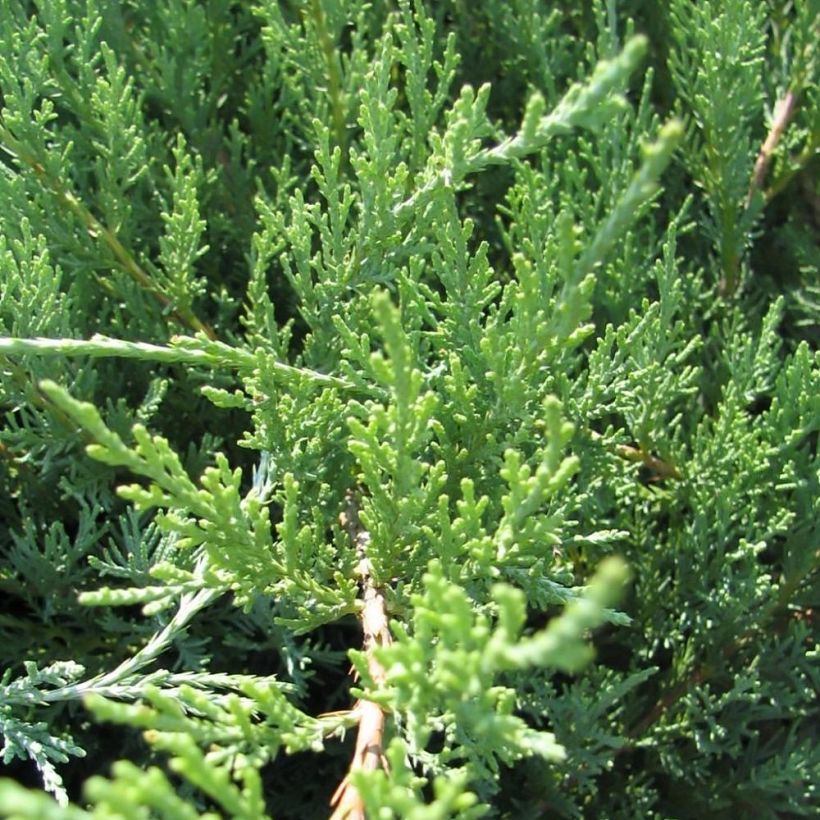 Genévrier hybride - Juniperus media Hetzii (Foliage)