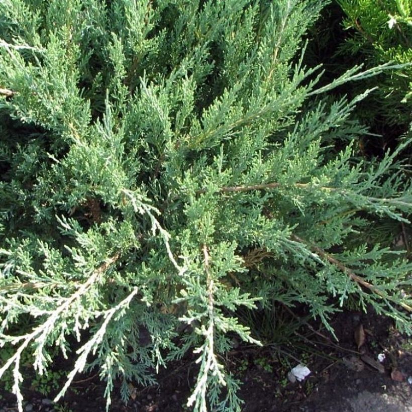 Genévrier hybride - Juniperus media Hetzii (Plant habit)