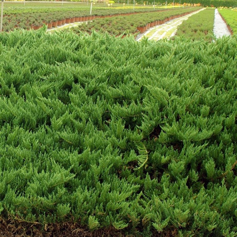 Juniperus sabina Tamariscifolia - Genévrier sabine (Plant habit)