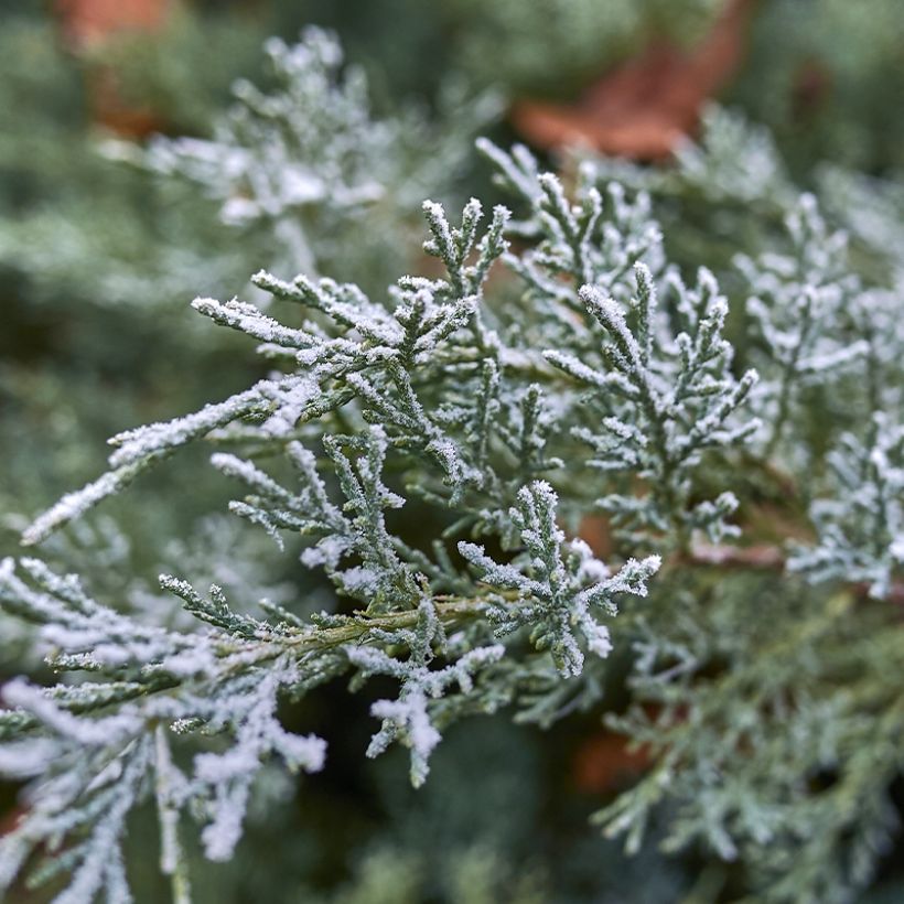 Genévrier - Juniperus scopulorum Moonglow (Foliage)
