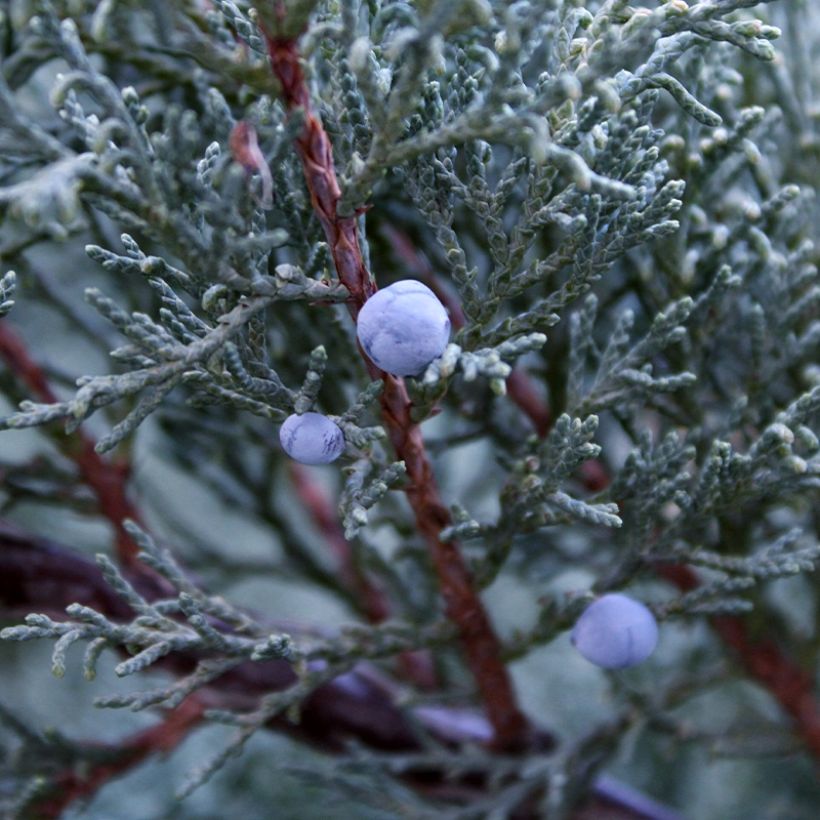 Genévrier - Juniperus scopulorum Moonglow (Harvest)