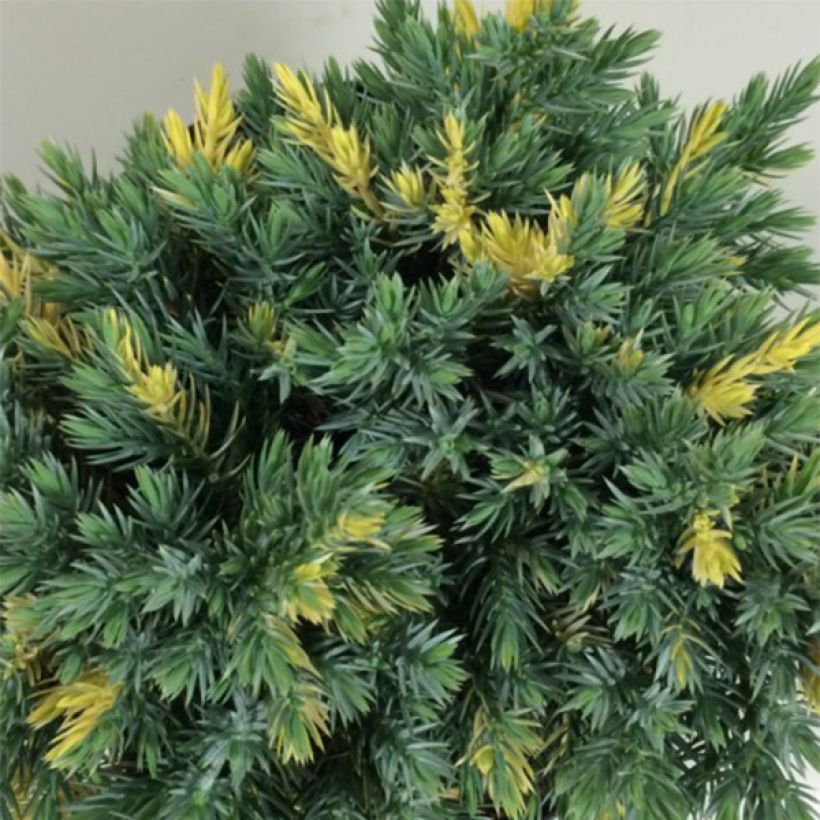Juniperus squamata Floreant - Genévrier écailleux                      (Foliage)