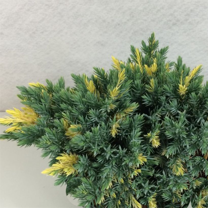 Juniperus squamata Floreant - Genévrier écailleux                      (Plant habit)