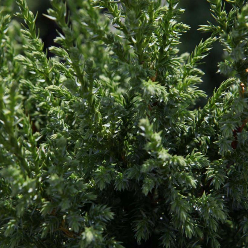 Genévrier écailleux - Juniperus squamata Loderi (Foliage)