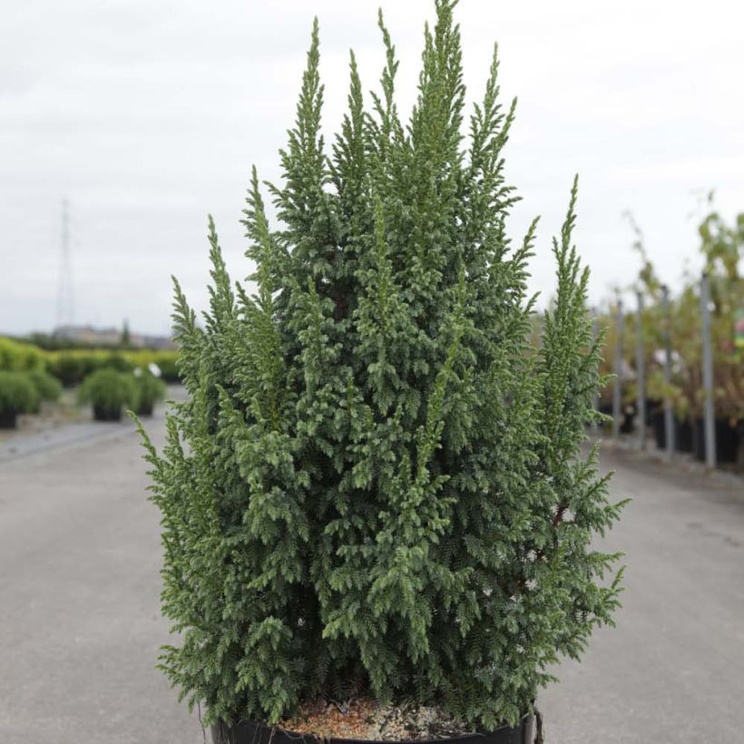 Genévrier écailleux - Juniperus squamata Loderi (Plant habit)