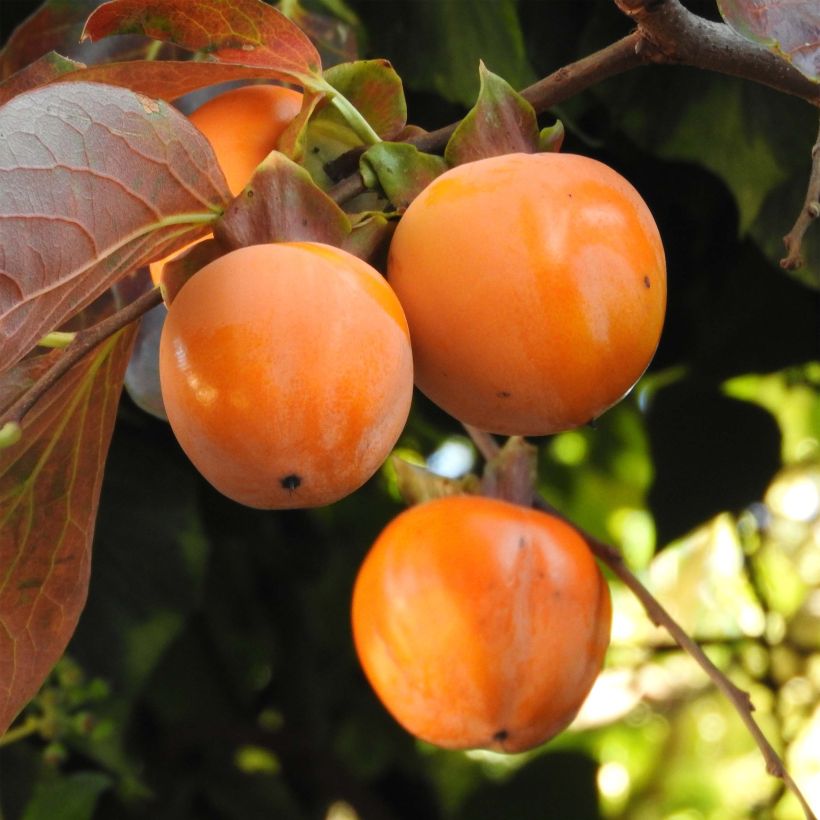 Diospyros kaki Costata - Plaqueminier (Harvest)