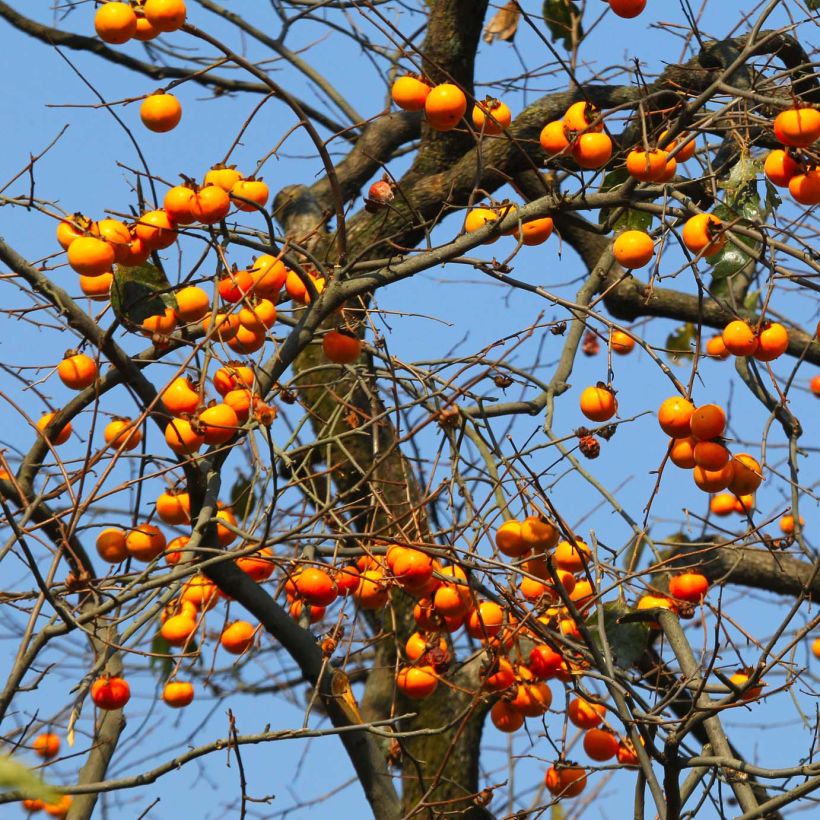 Diospyros kaki Costata - Plaqueminier (Plant habit)