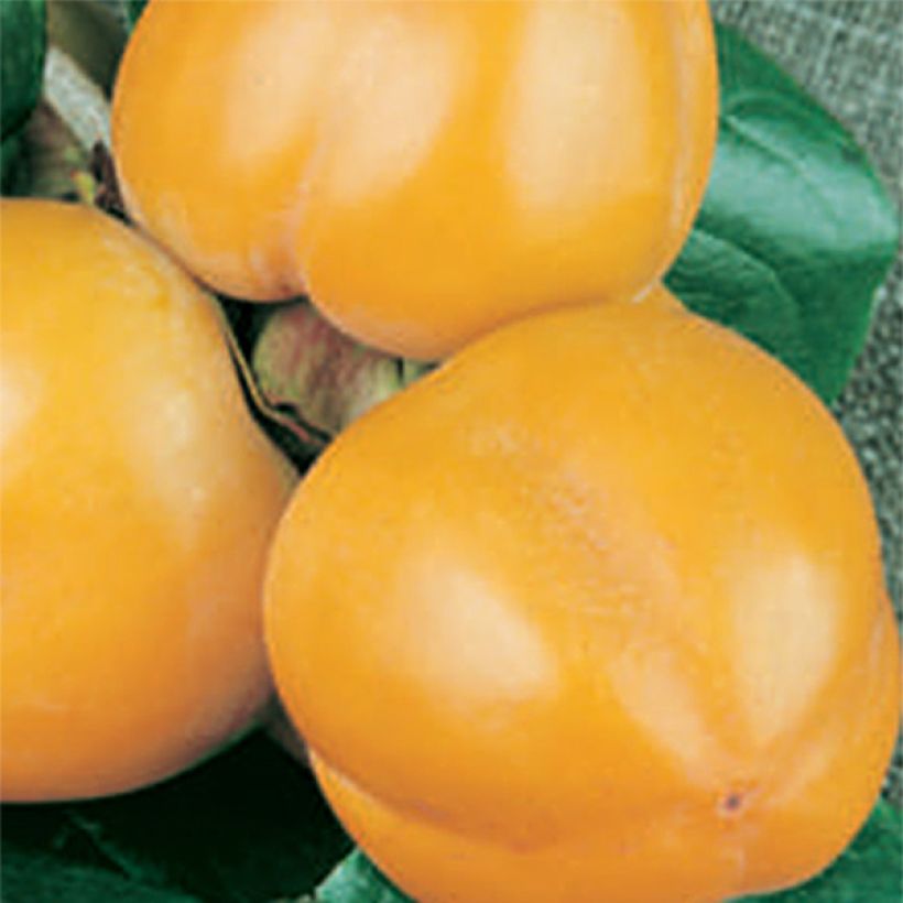 Kaki Muscat - Plaqueminier de Chine (Harvest)