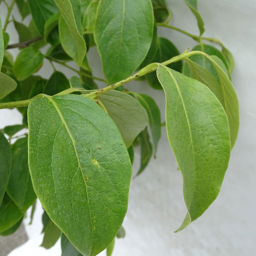 Kaki Muscat - Plaqueminier de Chine (Foliage)