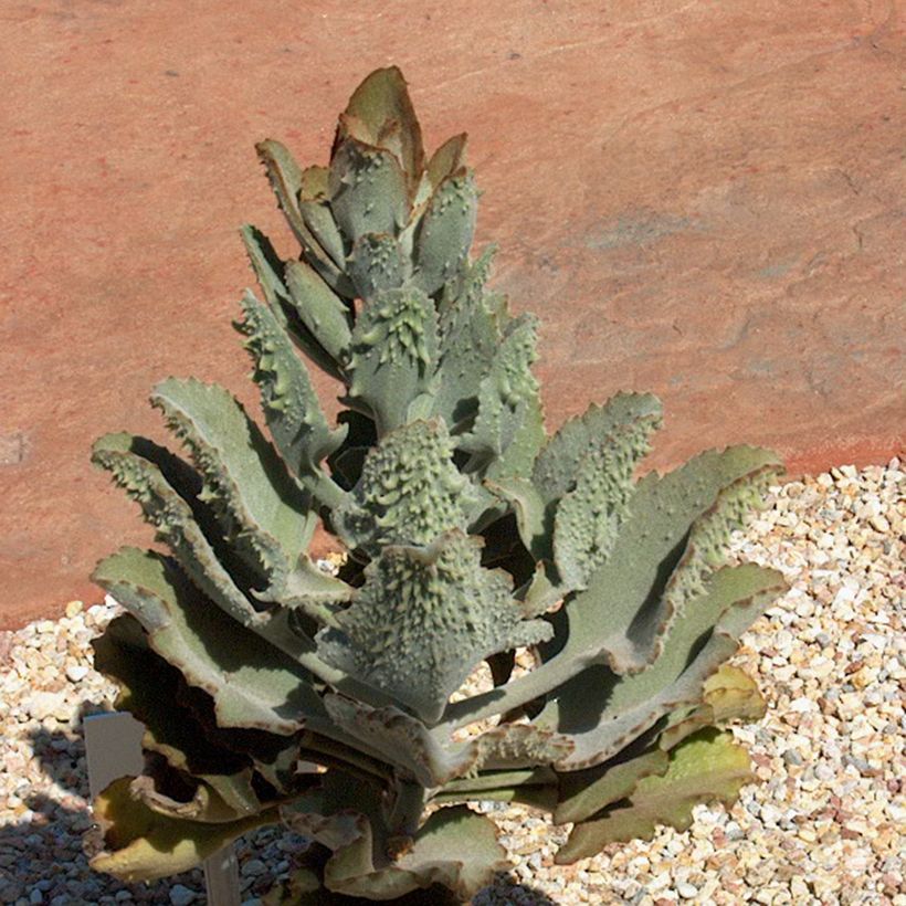 Kalanchoe beharensis Fang (Plant habit)
