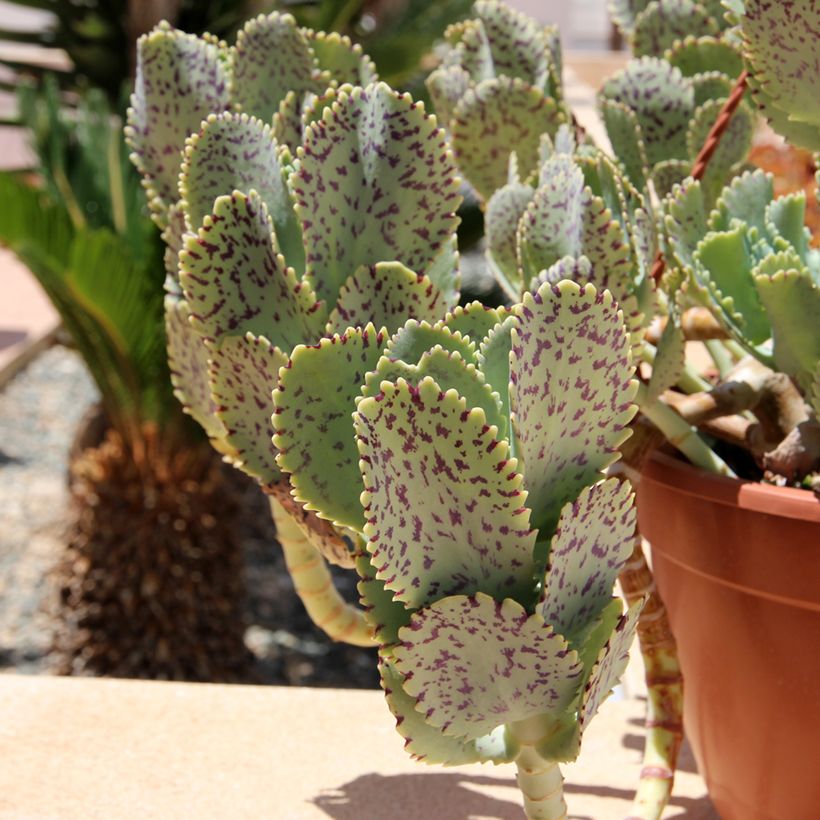 Kalanchoe marmorata - Kalanchoé marbré (Foliage)