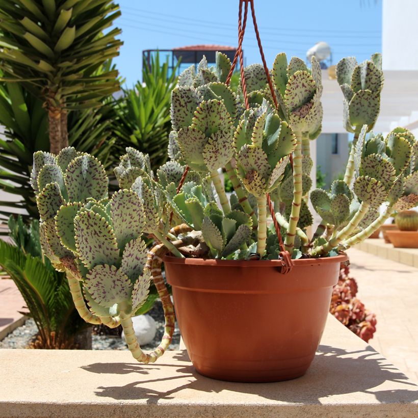 Kalanchoe marmorata - Kalanchoé marbré (Plant habit)