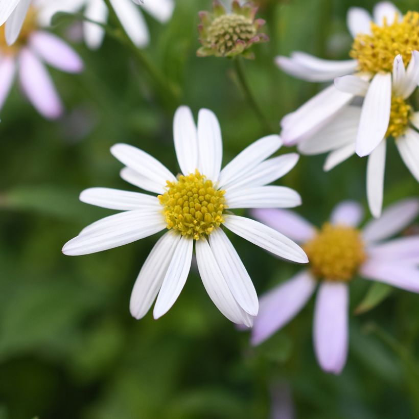 Kalimeris incisa Alba (Flowering)