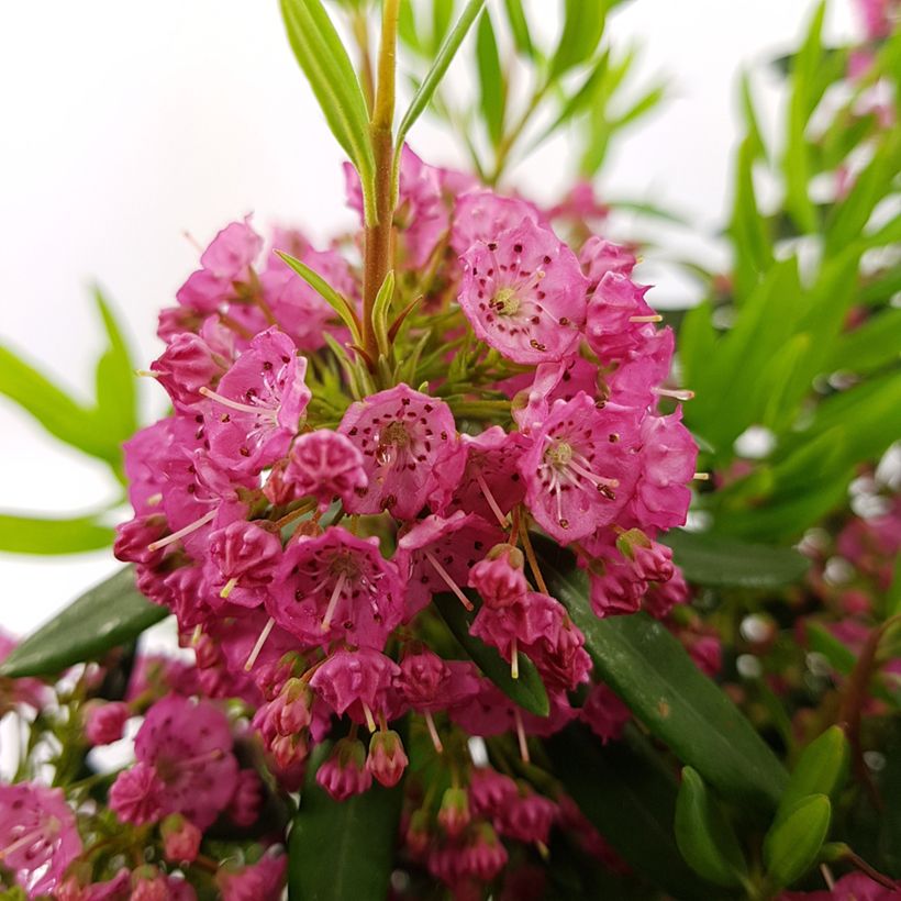 Kalmia angustifolia Rubra - Kalmie à feuilles étroites (Flowering)
