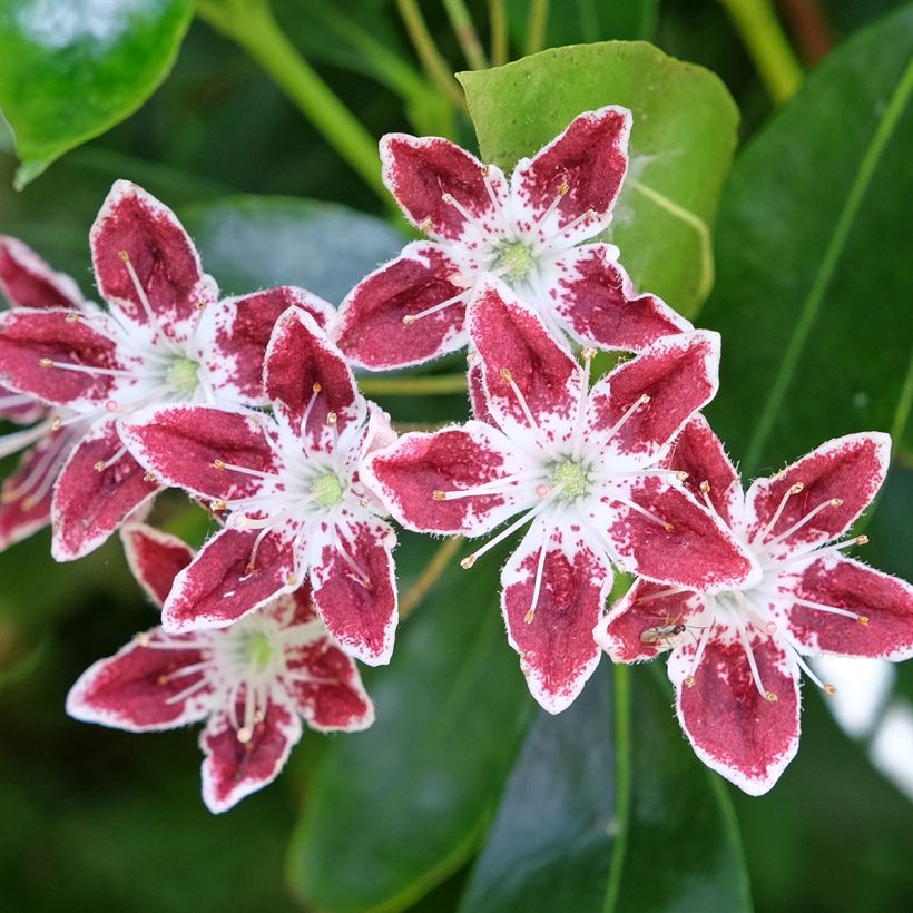 Kalmia latifolia Galaxy - Laurier des montagnes (Flowering)