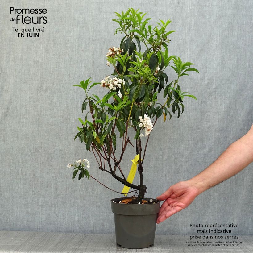 Example of Kalmia latifolia - Laurier des montagnes rose pâle Pot de 2L/3L as you get in ete