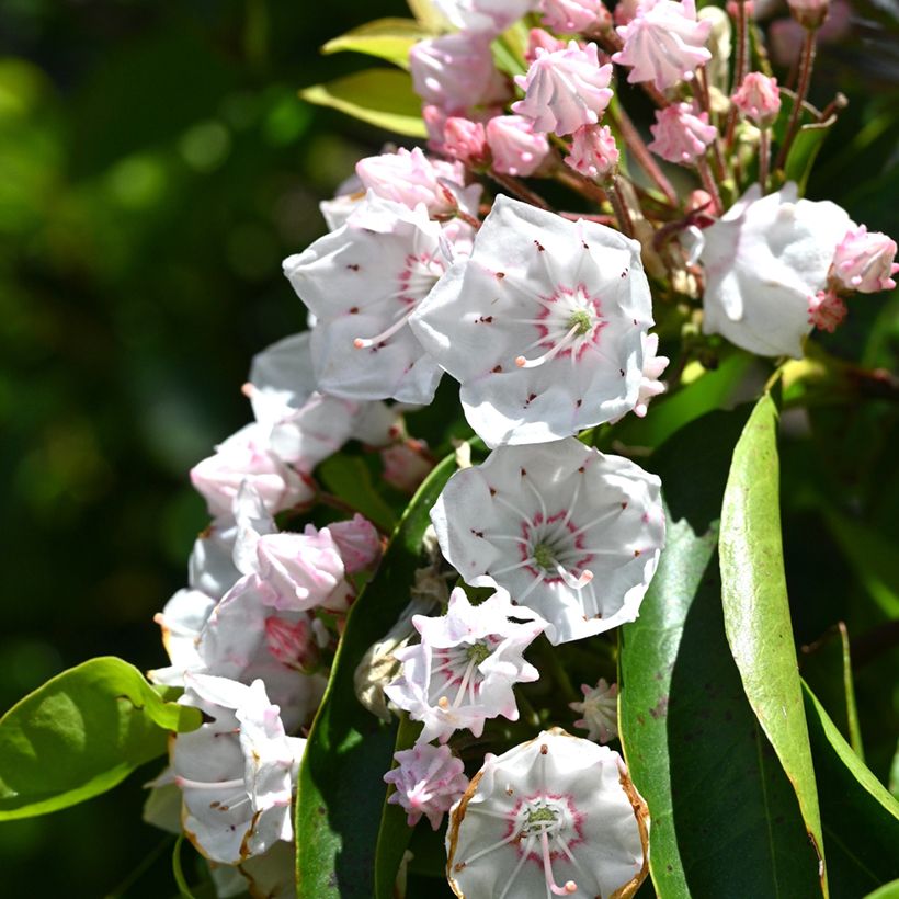 Kalmia latifolia - Laurier des montagnes rose pâle (Flowering)