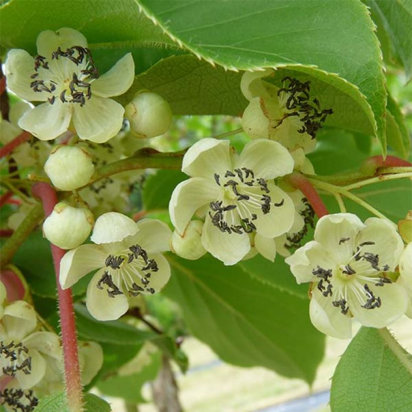Kiwaï Nostino mâle - Actinidia arguta (Harvest)