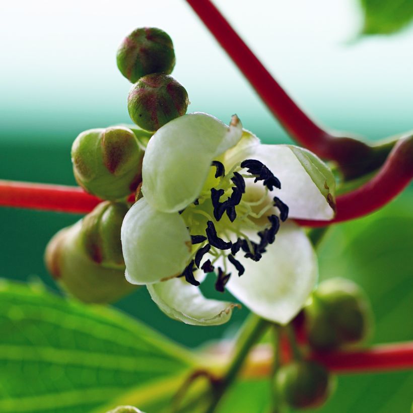 Kiwai Prince Jumbo (mâle) - Actinidia arguta (Flowering)
