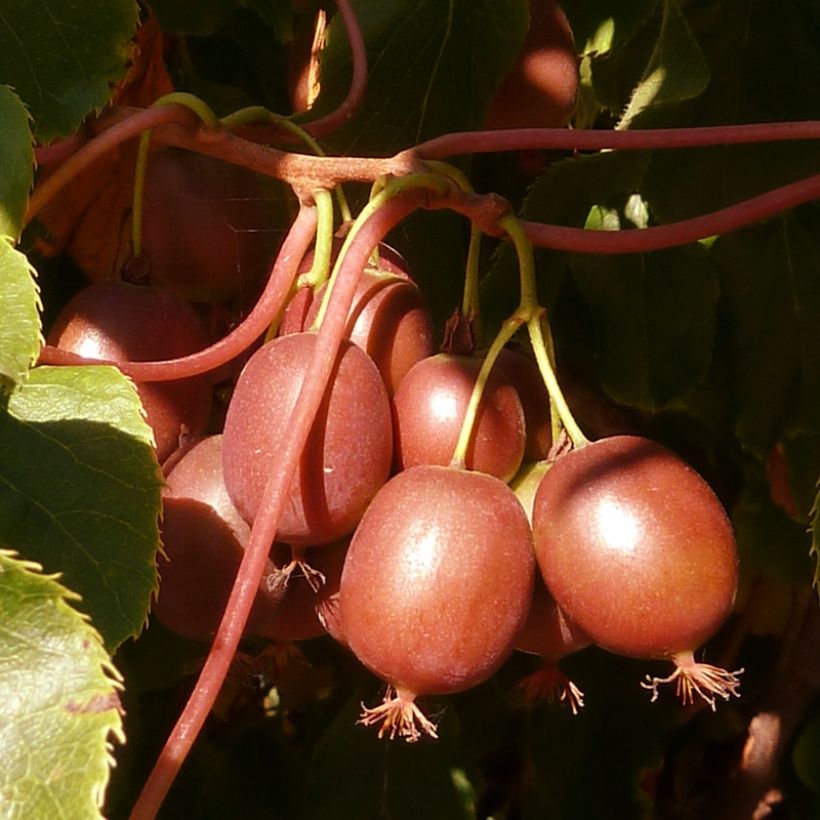 Kiwai femelle Red Jumbo - Actinidia arguta (Harvest)
