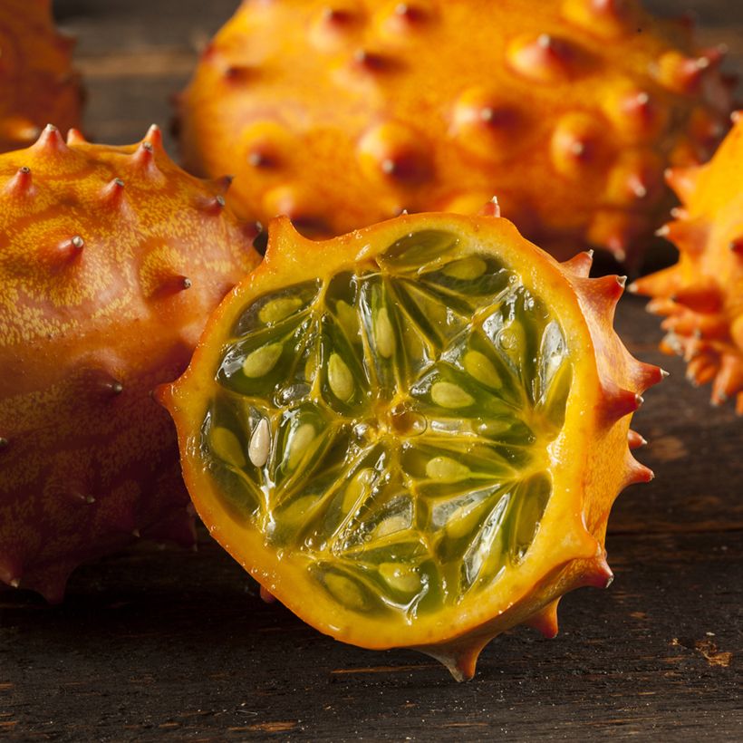 Kiwano - Concombre Cornu d'Afrique Bio - Ferme de Sainte Marthe (Harvest)