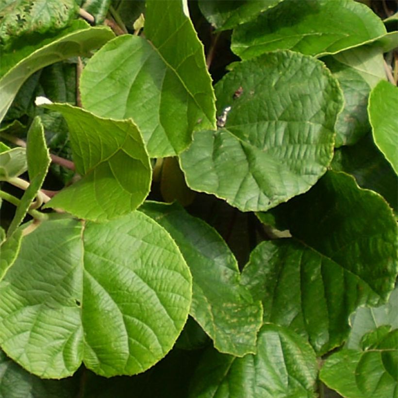 Kiwi Atlas (mâle) - Actinidia deliciosa (Foliage)