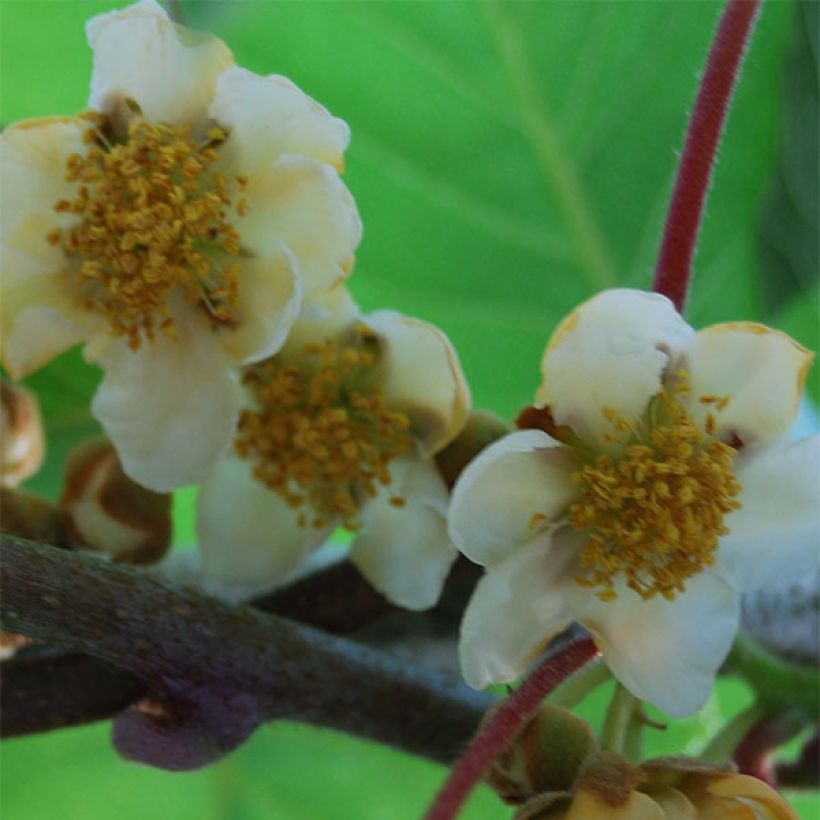 Kiwi Atlas (mâle) - Actinidia deliciosa (Flowering)