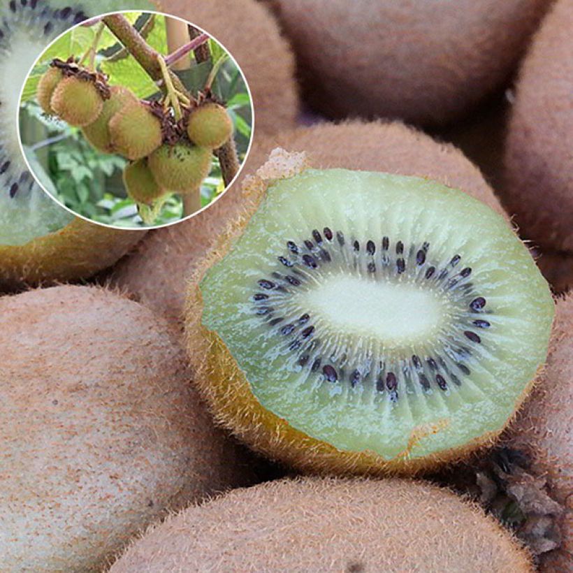 Kiwi Hayward (femelle) - Actinidia deliciosa (Harvest)