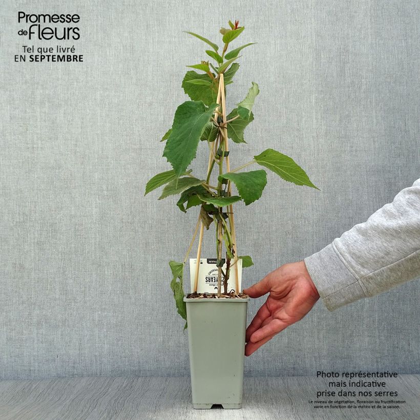 Example of Kiwi Hayward (femelle) - Actinidia deliciosa Pot de 1,5L/2L as you get in automne