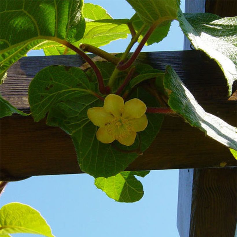 Kiwi Jenny (autofertile) - Actinidia deliciosa (Flowering)