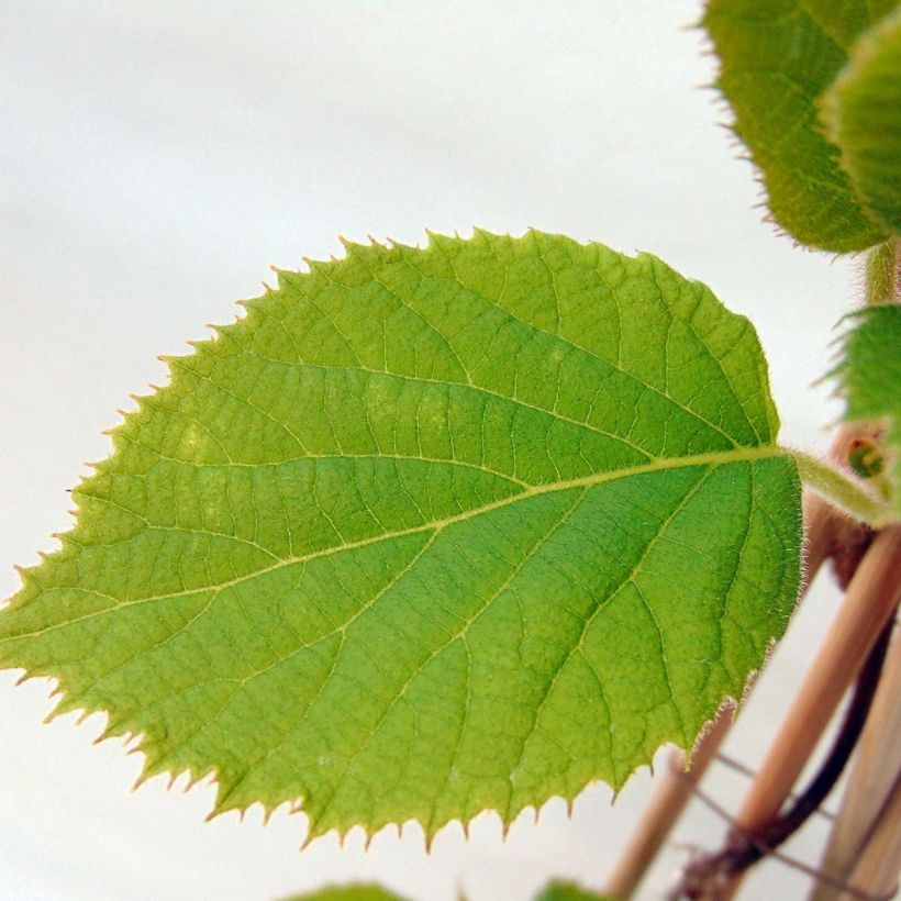 Kiwi Jenny (autofertile) Bio (Foliage)