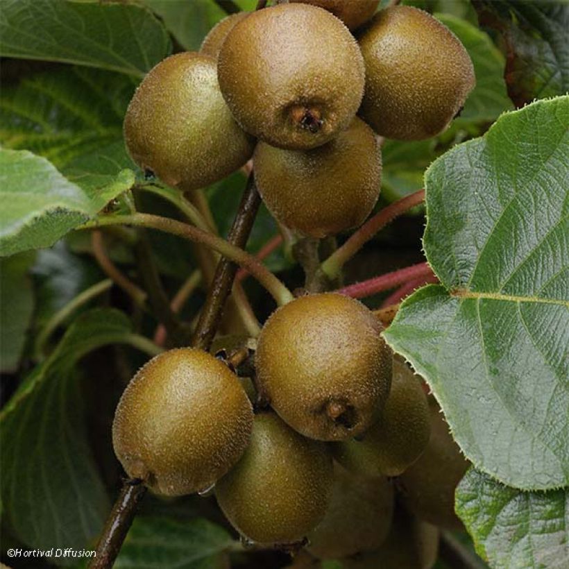 Kiwi jaune Minkigold femelle - Actinidia chinensis (Harvest)