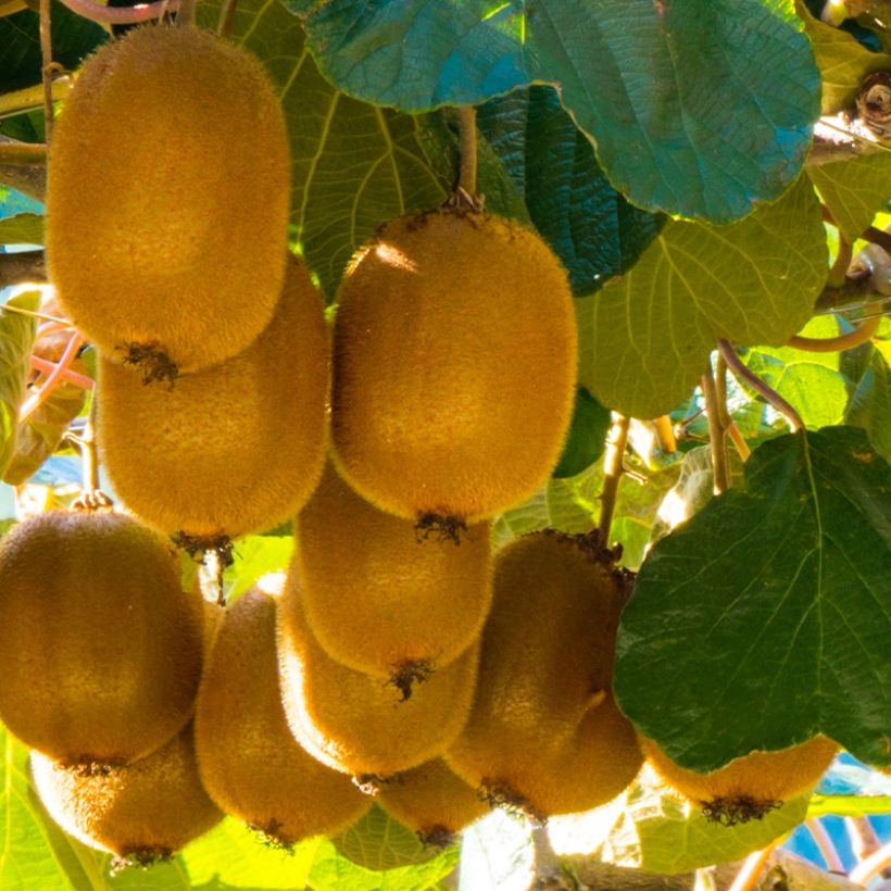 Kiwi deliciosa Montcap (Harvest)
