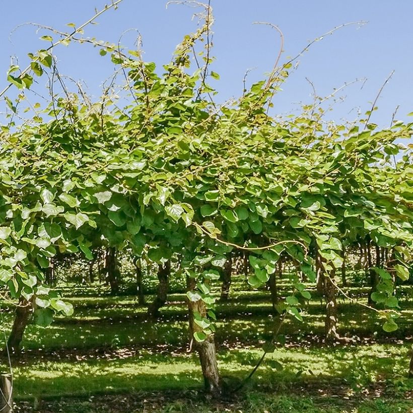 Kiwi deliciosa Montcap (Plant habit)