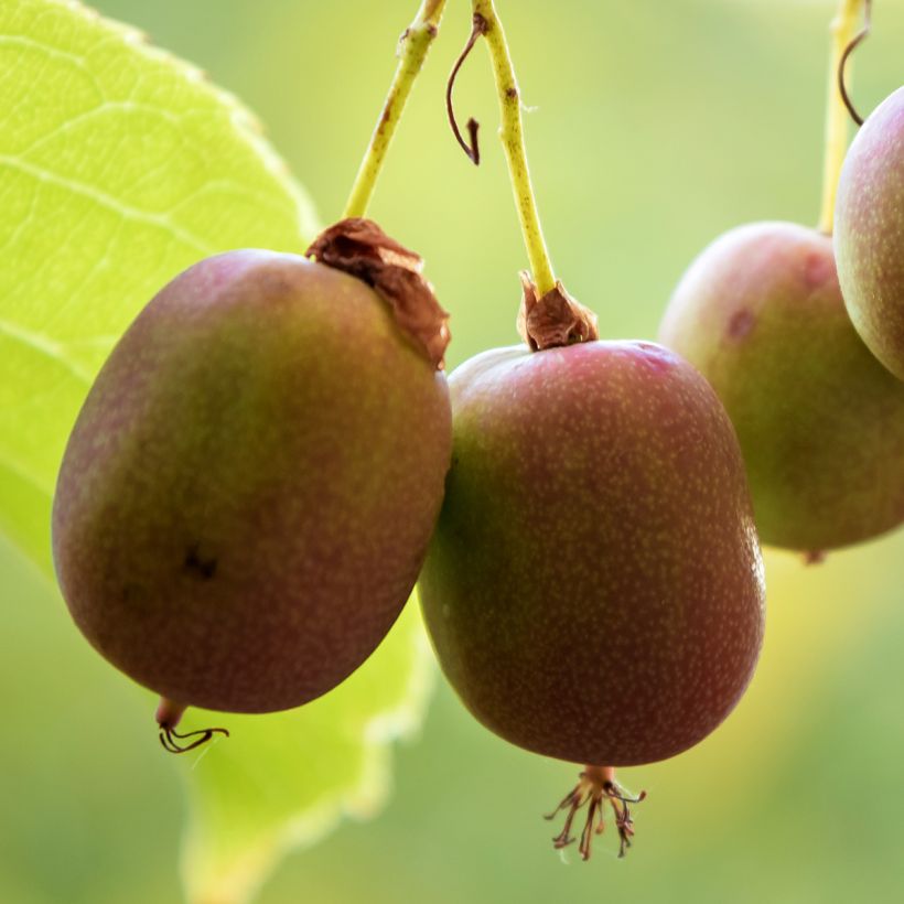 Kiwi arguta Ananasnaya (femelle) - Kiwaï Anna (Harvest)