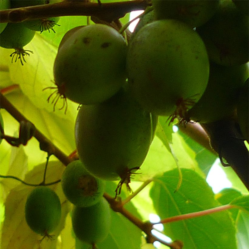 Kiwi arguta Bayern (femelle) - Kiwaï (Harvest)