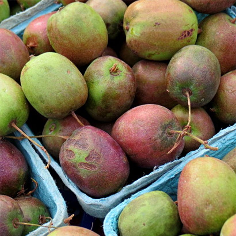 Kiwi arguta Geneva (femelle) - Kiwaï - Actinidia arguta (Harvest)