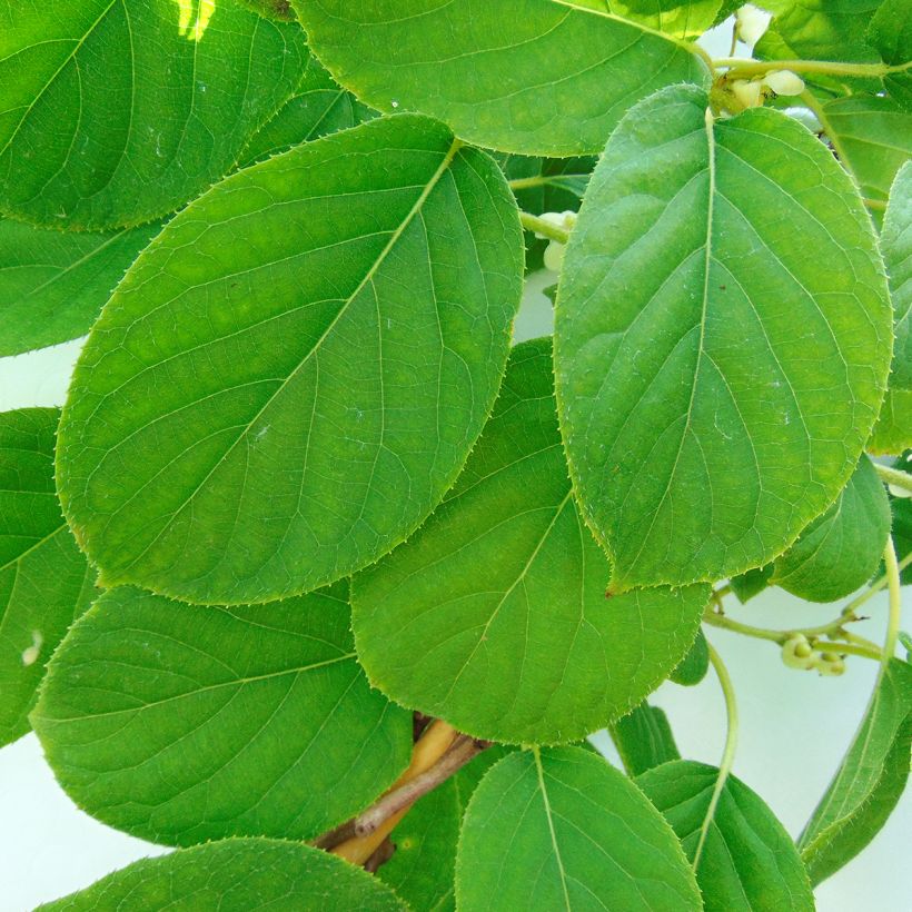 Kiwi arguta Kokuwa - Kiwaï (Foliage)