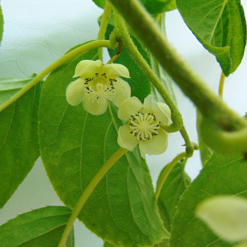 Kiwi arguta Kokuwa - Kiwaï (Flowering)