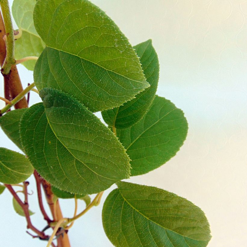 Kiwi arguta Vitikiwi - Kiwaï (Foliage)