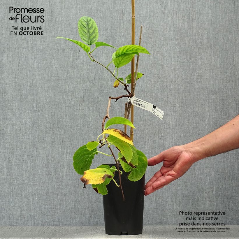 Example of Kiwi arguta Vitikiwi - Kiwaï Pot de 2L/3L as you get in automne