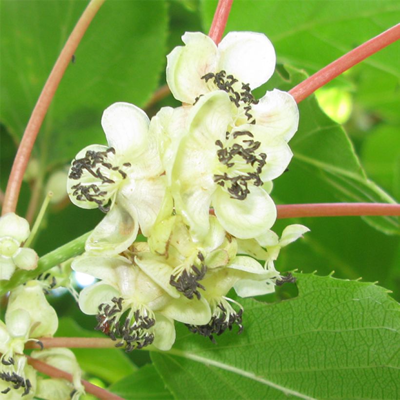 Kiwi arguta Weikii (mâle) - Kiwaï - Actinidia arguta (Flowering)