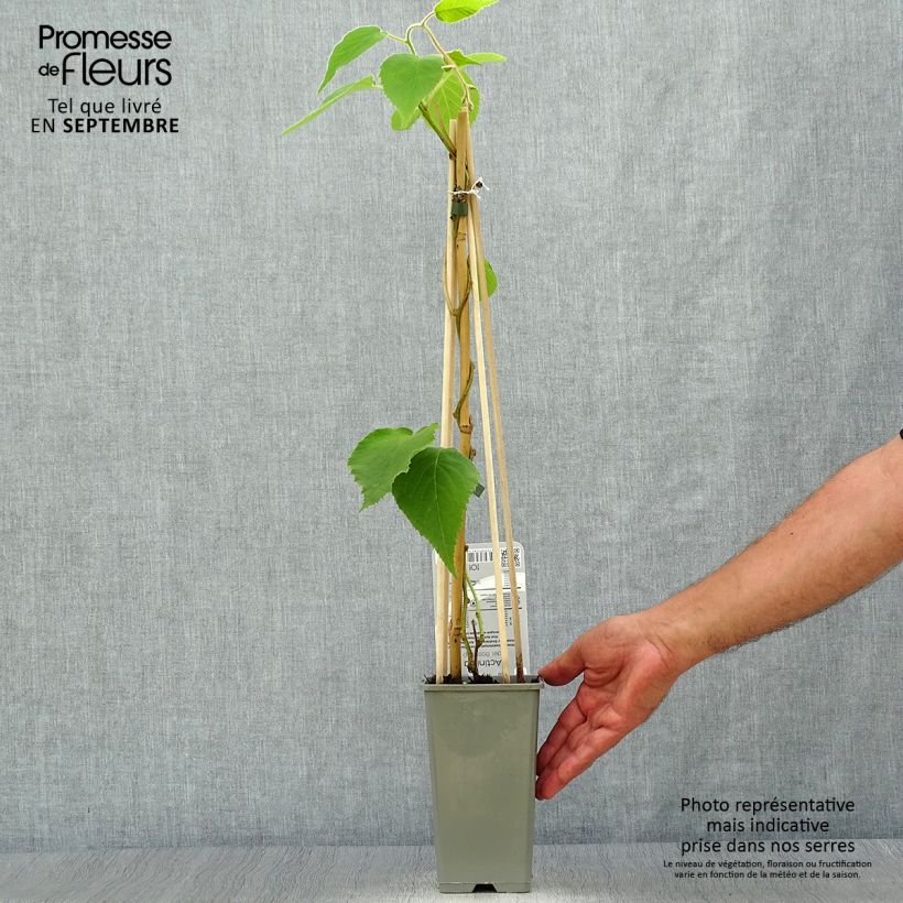 Example of Kiwi autofertile Boskoop - Actinidia deliciosa Pot de 1,5L/2L as you get in automne