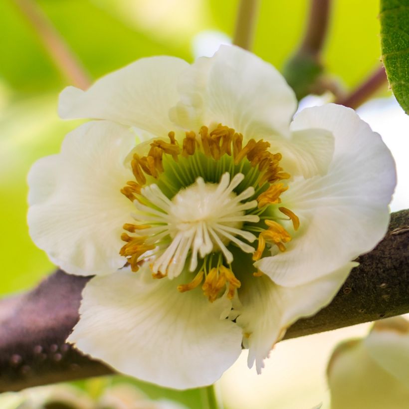 Kiwi autofertile Solo - Actinidia chinensis (Flowering)