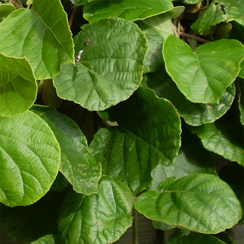 Kiwi Golden Delight (mâle) - Actinidia deliciosa (Foliage)