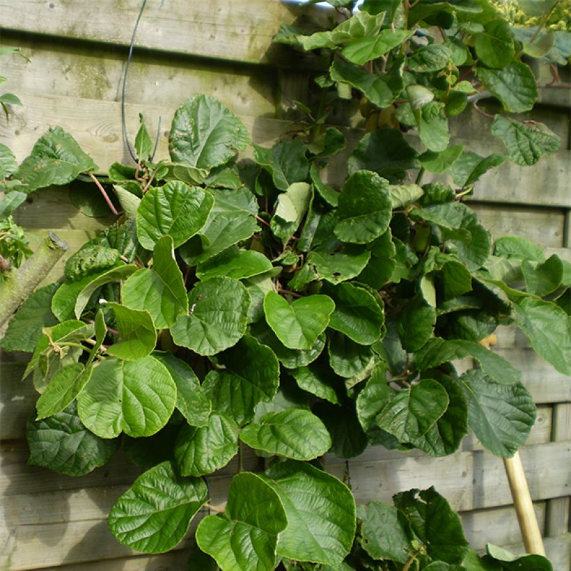 Kiwi Golden Delight (mâle) - Actinidia deliciosa (Plant habit)