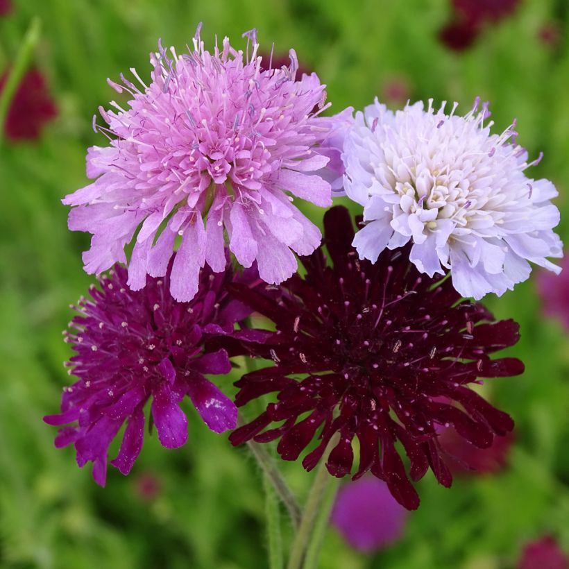 Graines de Knautia macedonica Melton Pastels - Petite Scabieuse de Macédoine (Flowering)