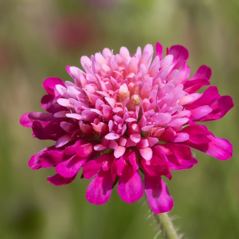 Knautia macedonica Melton Pastels - Knautie de Macédoine (Flowering)